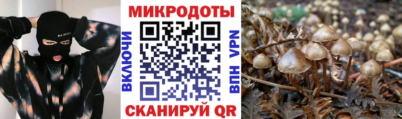 нарко площадка формула  Подпорожье  Галлюциногенные грибы Cubensis  наркошоп 